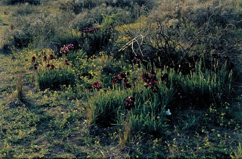 HaIrisim Park