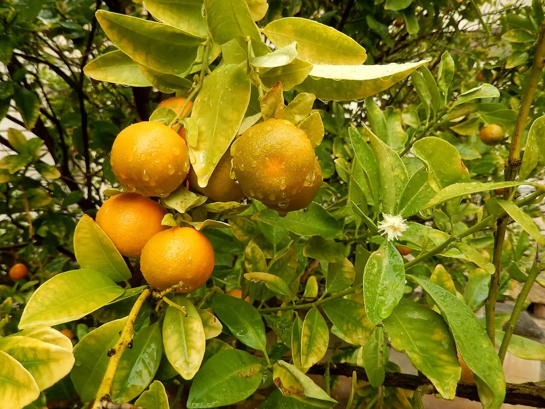jardí del Bisbe