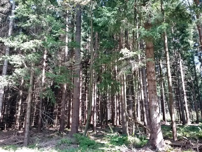 Friedrichsheider Hochmoor