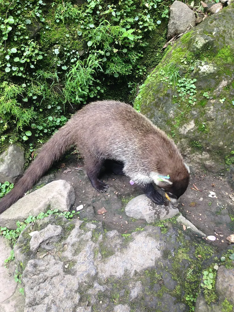 El Tepozteco