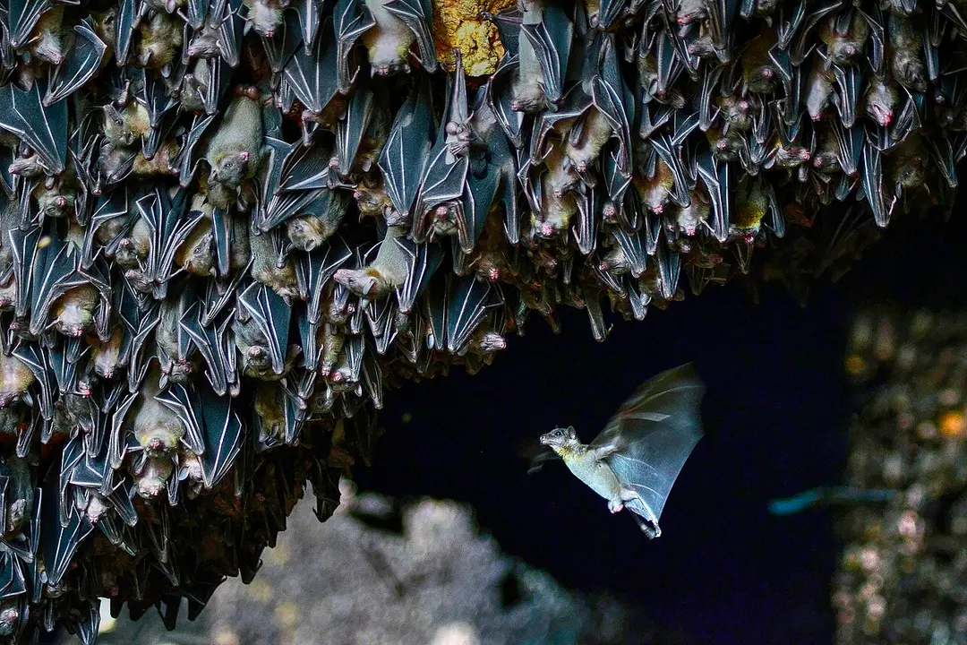 Monfort Bat Sanctuary