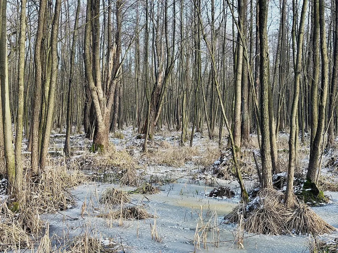Rezerwat Zabór