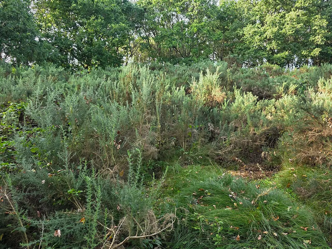 Stechginsterheide Nordholz