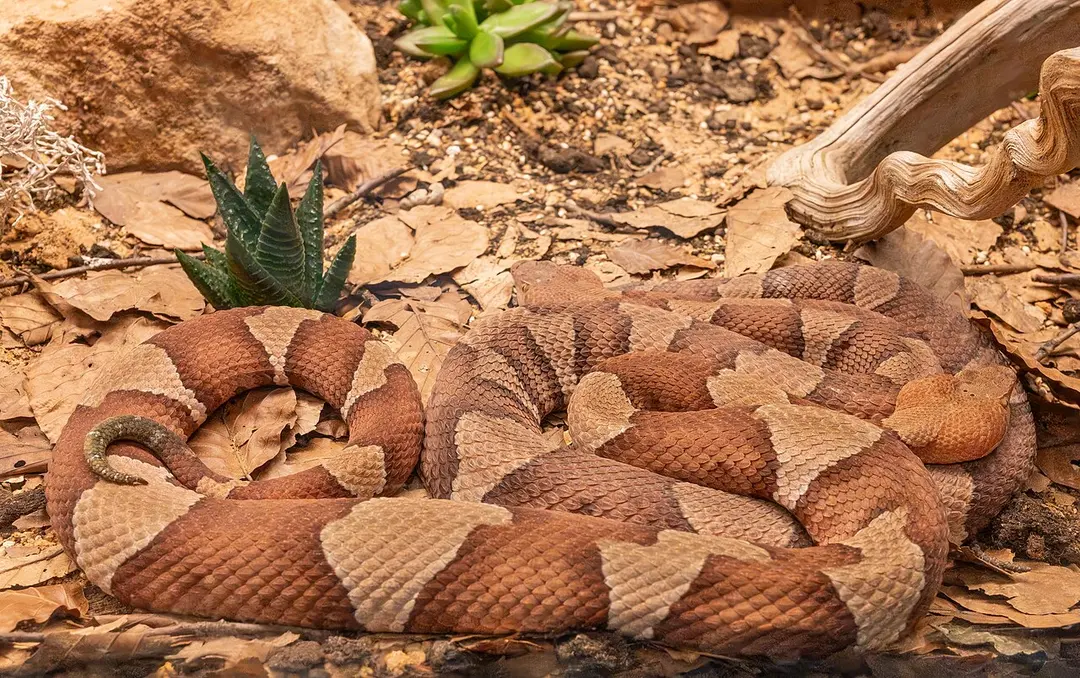 Exotarium