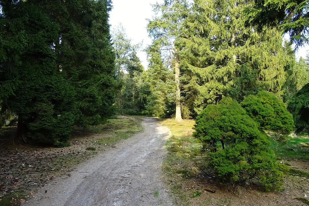 Pinetum de Dennenhorst