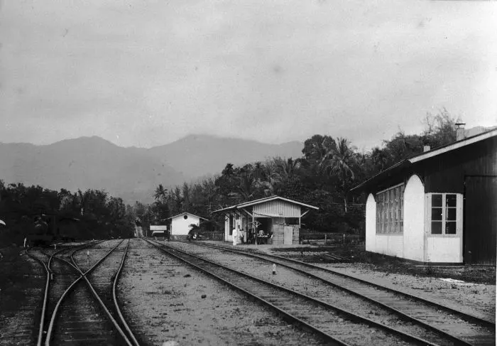 Kayu Tanam
