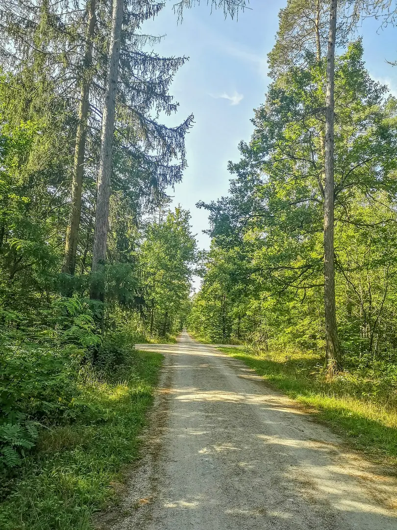 Buchenbühler Weg