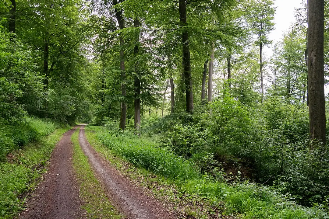 Wälder bei Blomberg