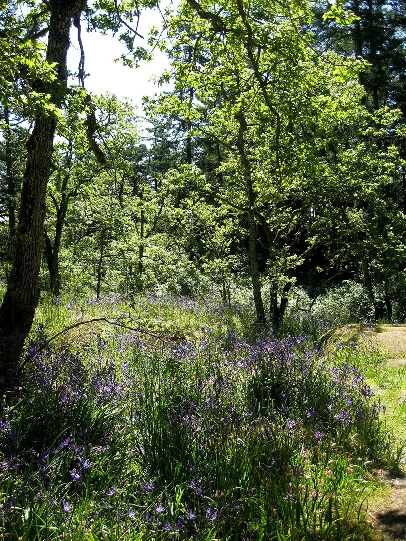 Phyllis Park