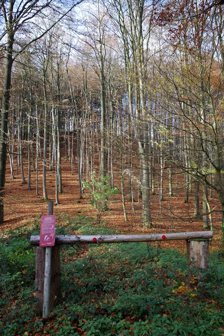 Laubwälder im Hils