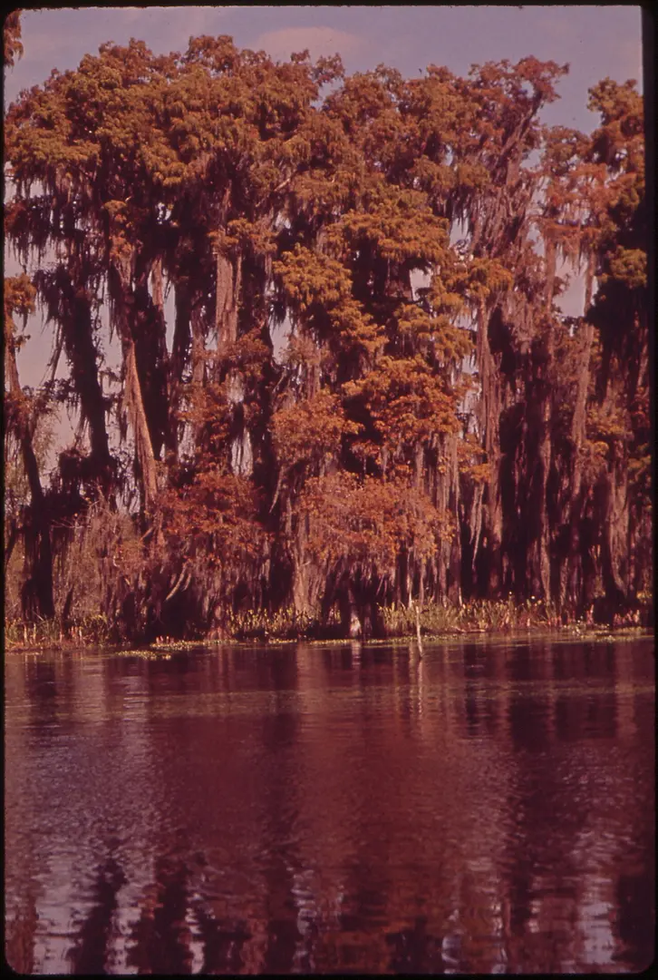 Bayou Segnette State Park
