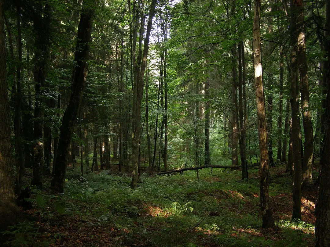 Vysoký vrch