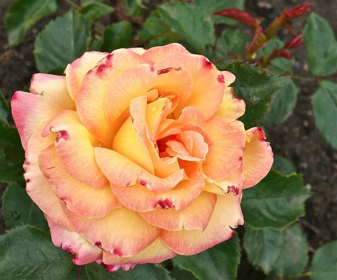 Rosengarten