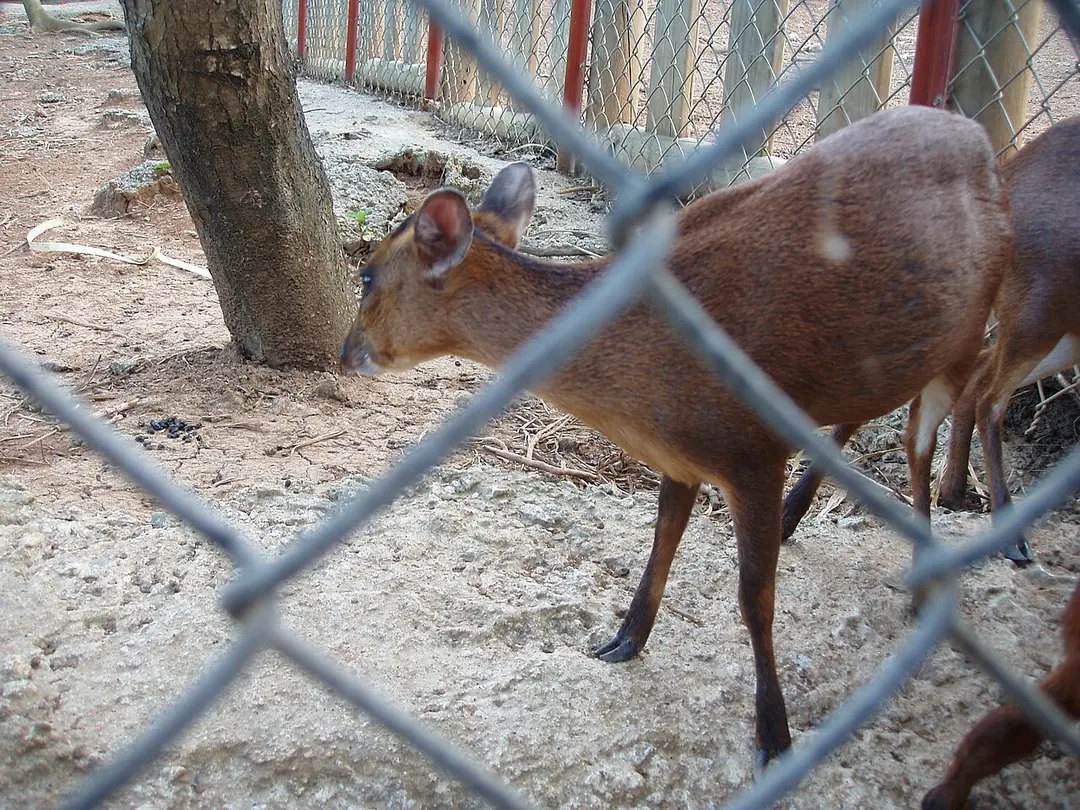Sika deer ecological park