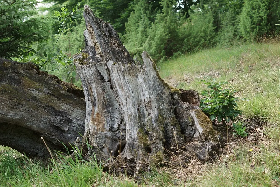Kleiner Mehlberg