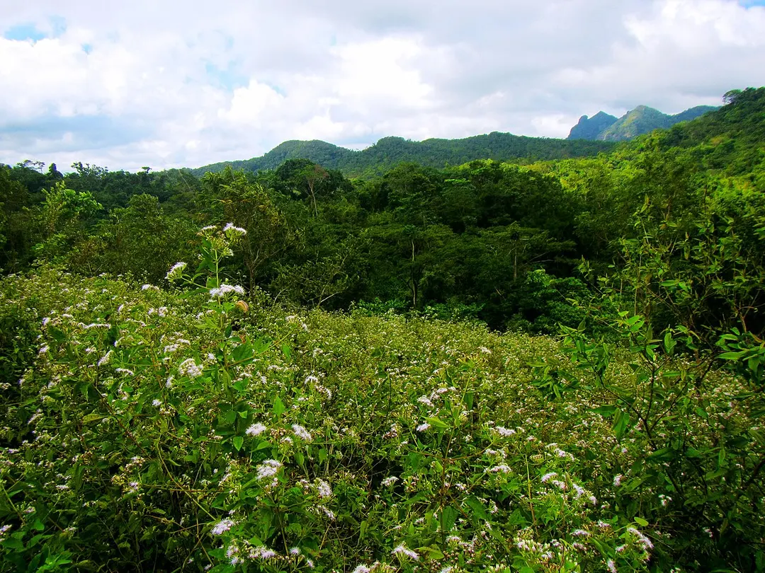 Mount Pico de Loro