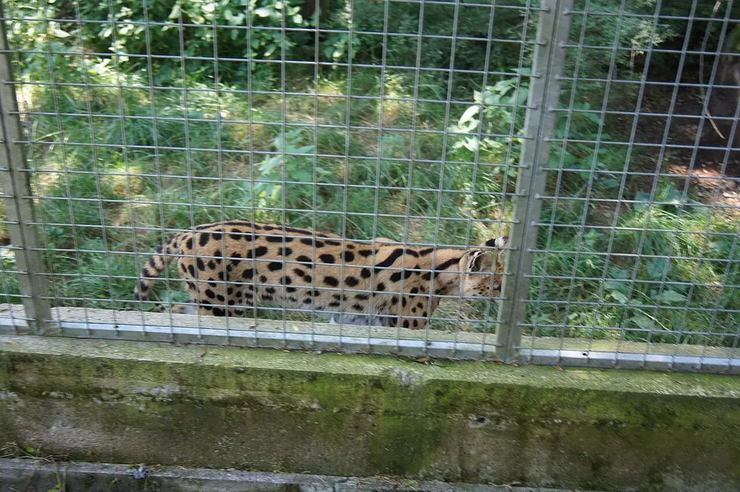 Zoo al Maglio