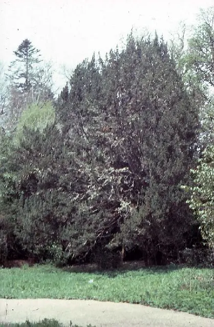 Florence Court Irish Yew