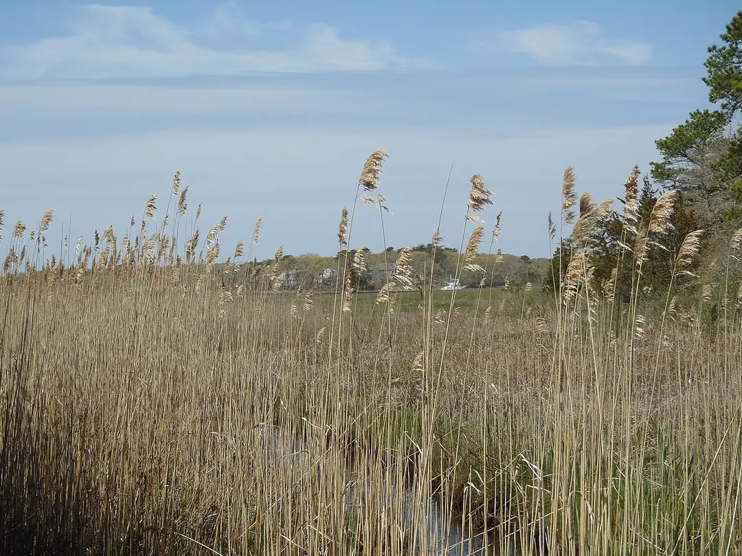 Mashpee National Wildlife Refuge