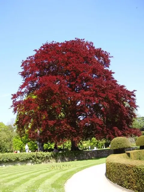 Coombe Country Park
