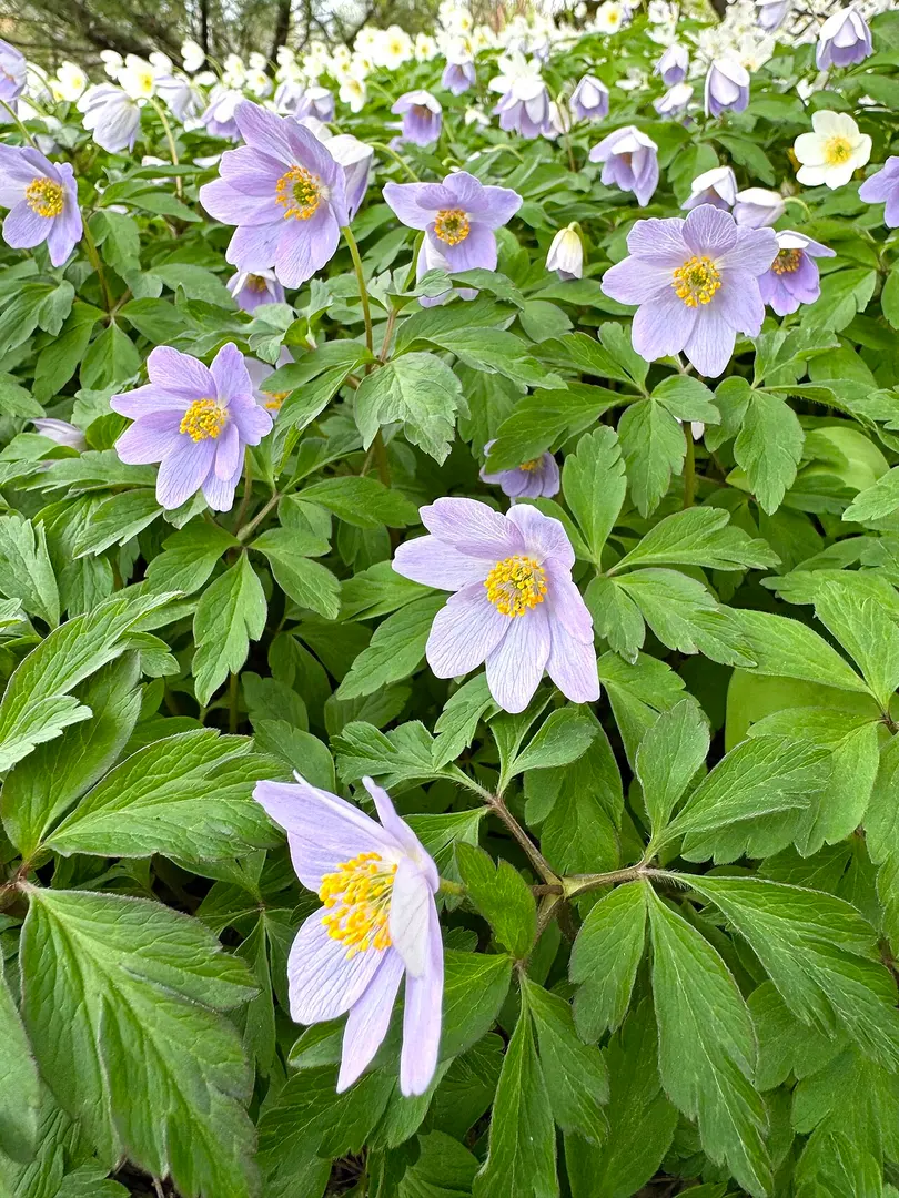 Arctic-Alpine Botanical Garden