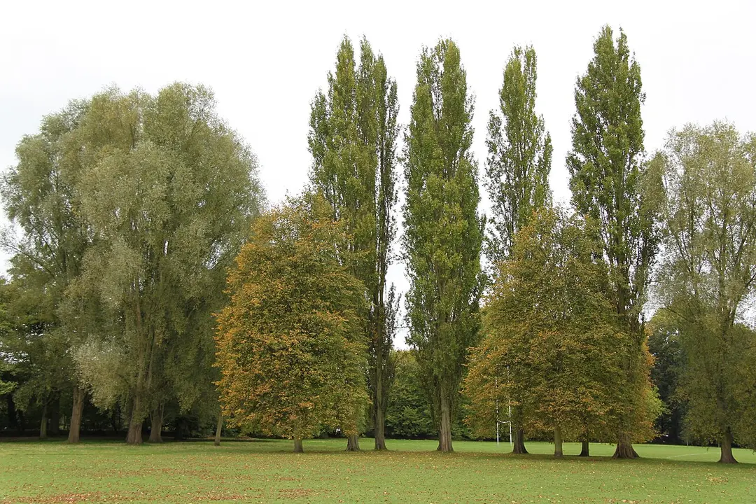 Marble Hill Park
