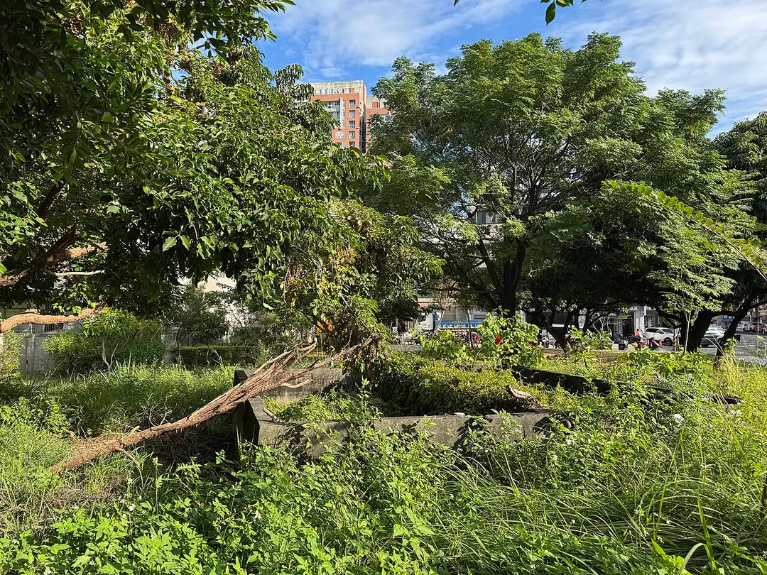 荔枝老樹公園
