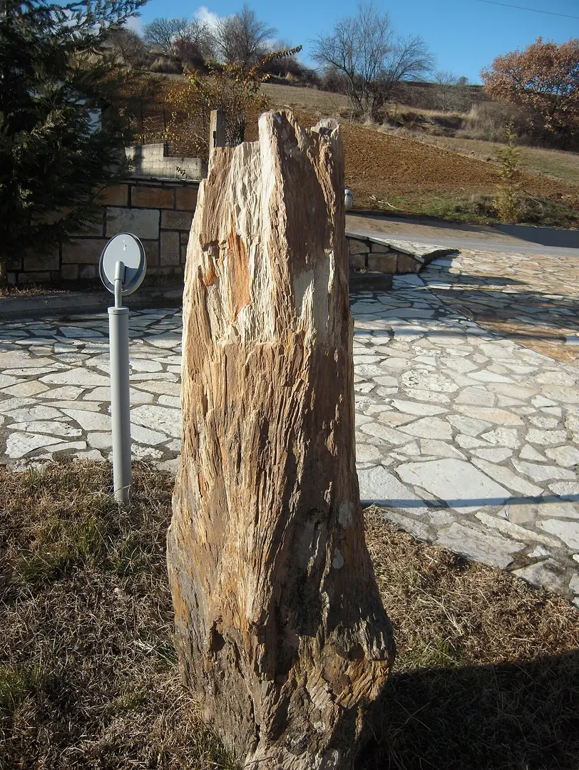 Paleontological and Paleobotanical Museum (Nostimo)