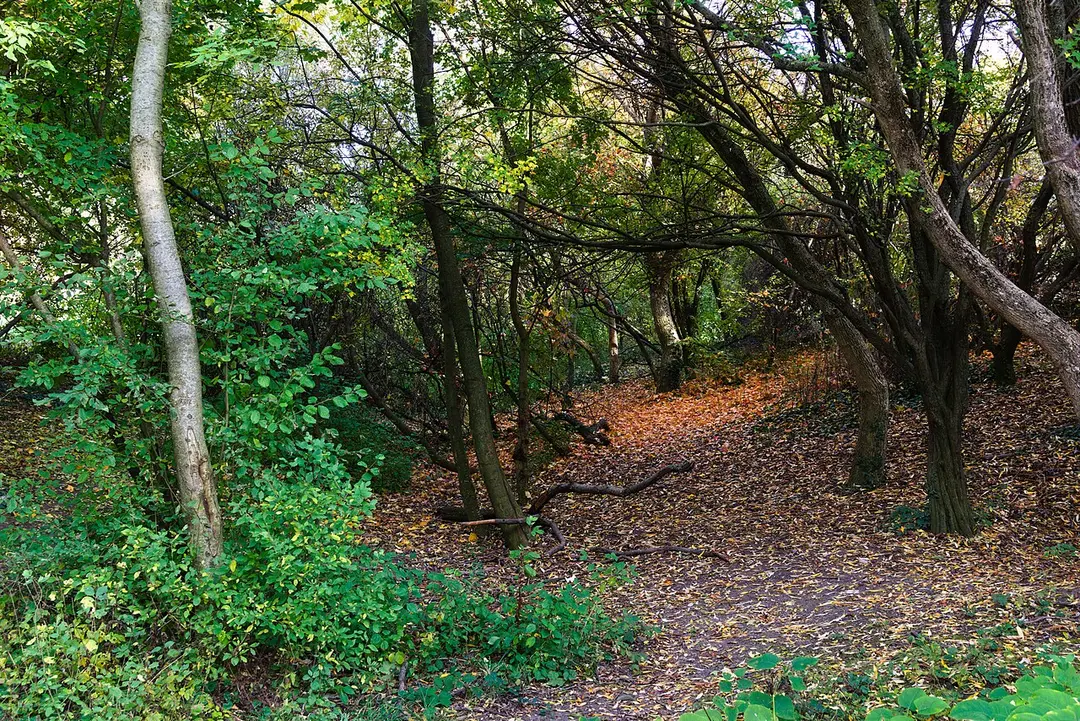 Ameisbach
