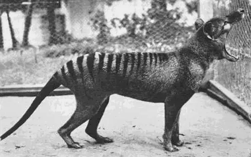 Hobart Zoo