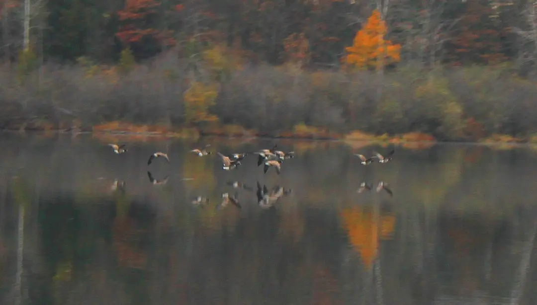 Huron Meadows Metropark
