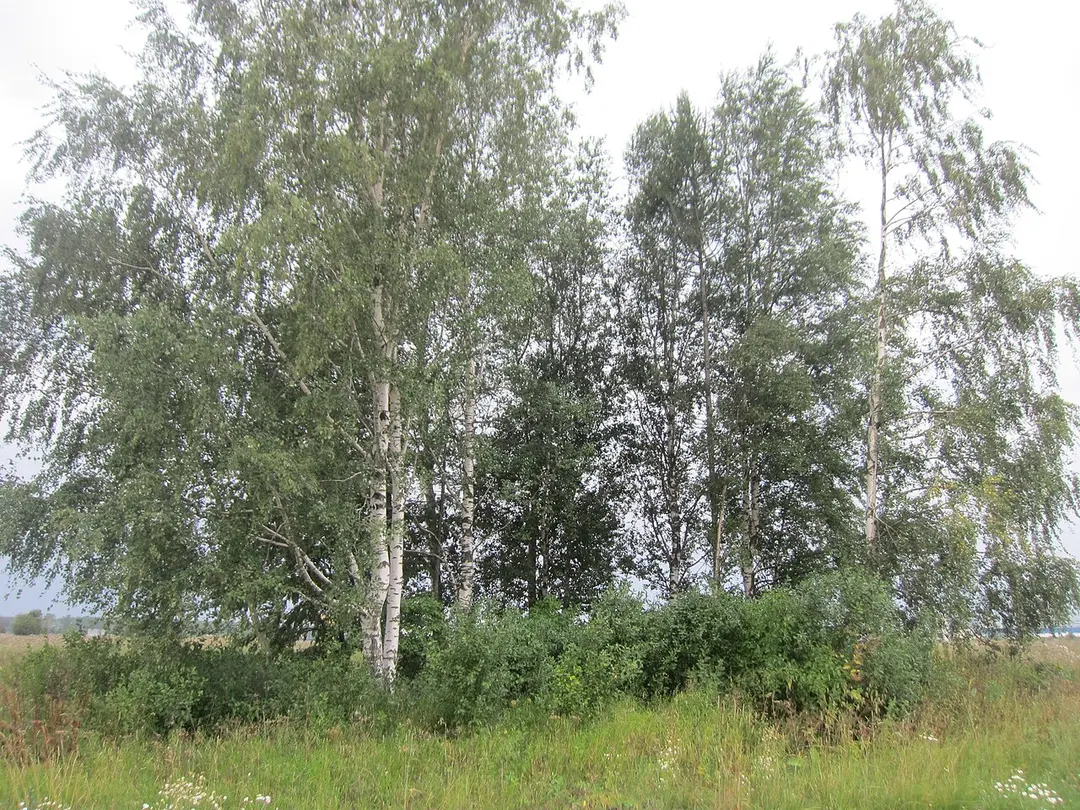 Il-18 Crash Memorial