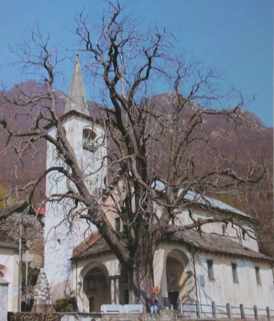 Ippocastano monumentale