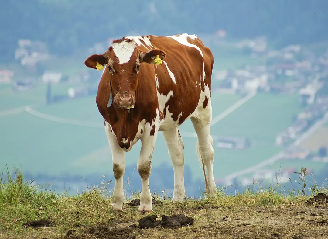 Hart im Zillertal