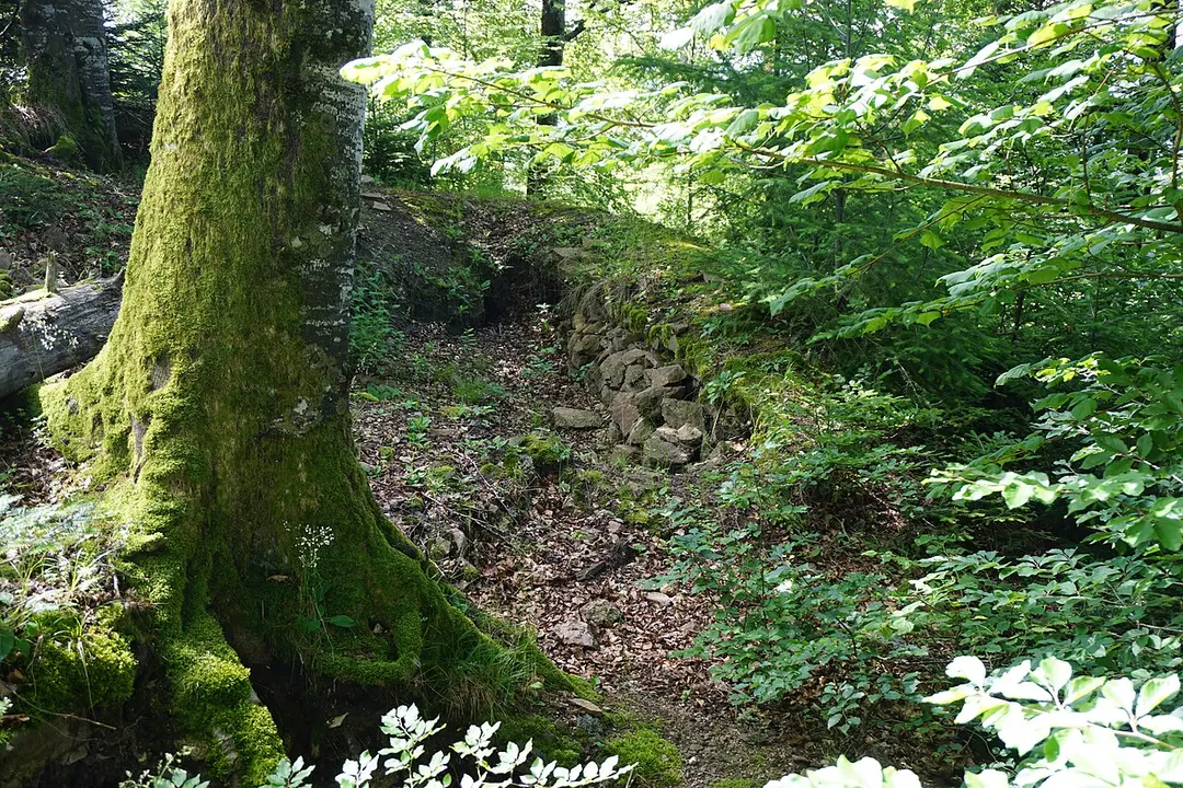 Burgruine Burgholz