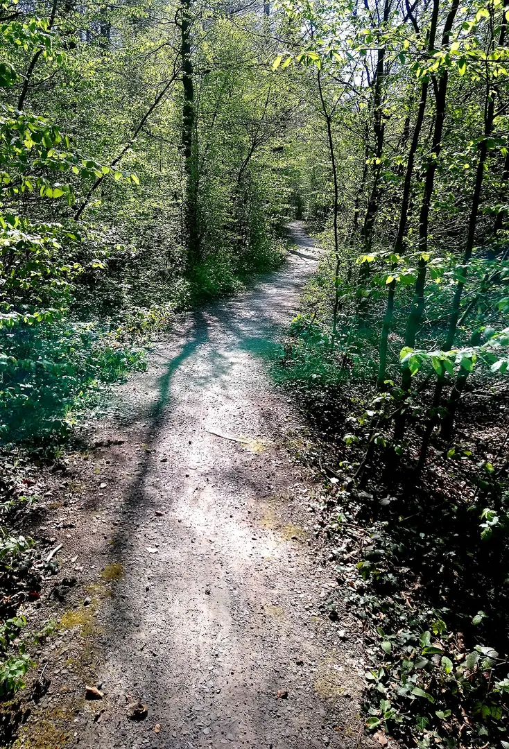 Wald bei Haus Burlo
