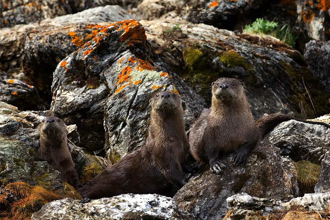 North American River Otters