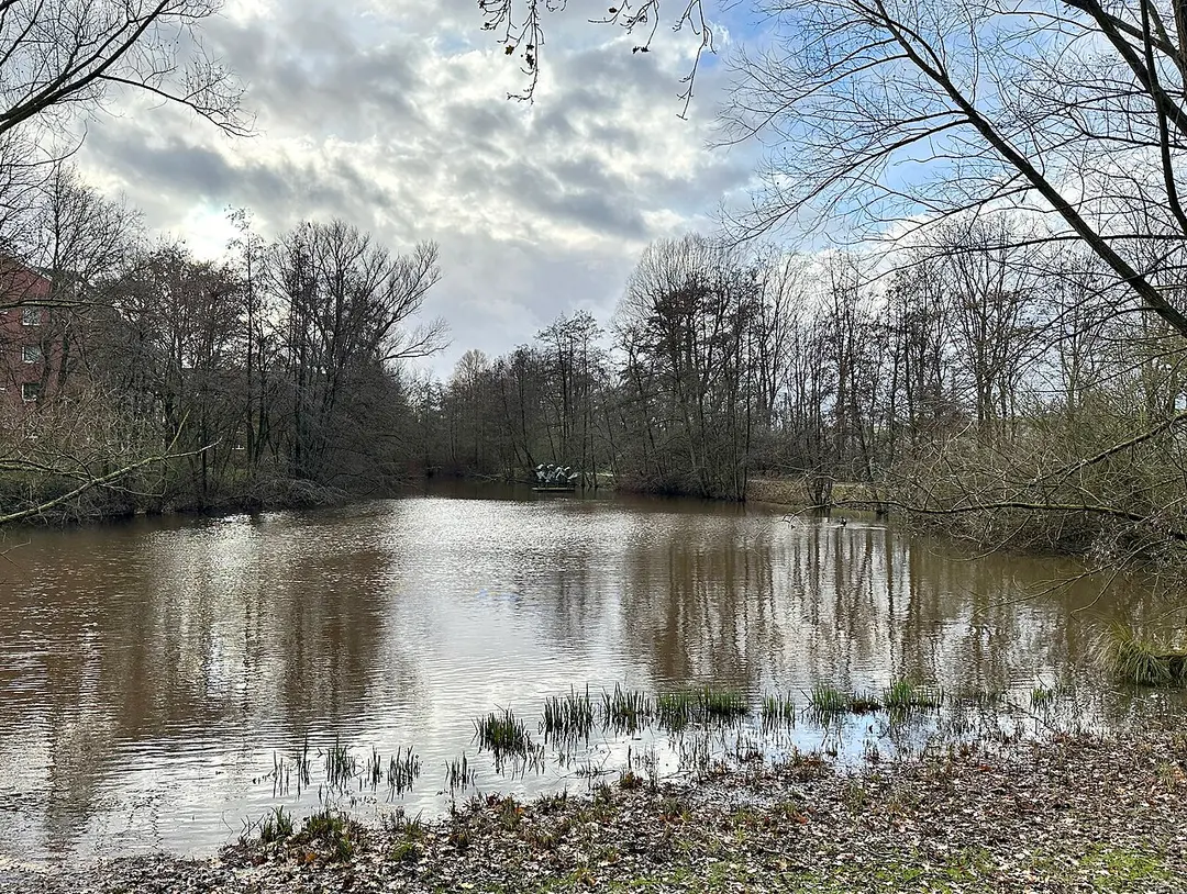 Auffliegende Reiher