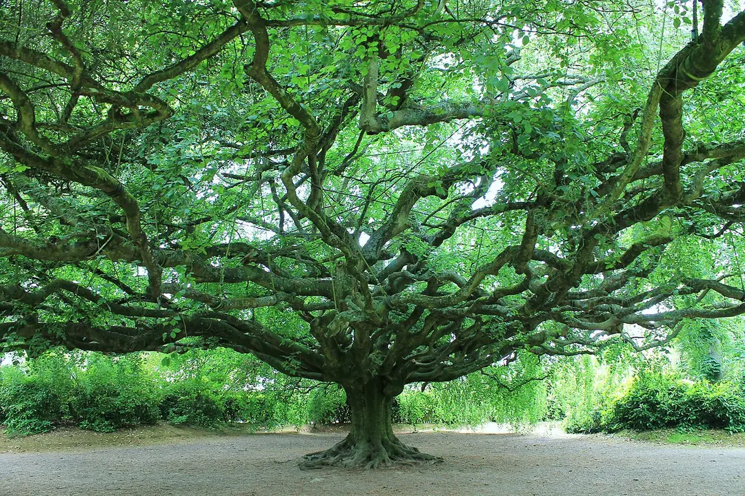 Jardin botanique