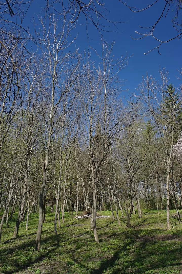 Дендрологічний парк