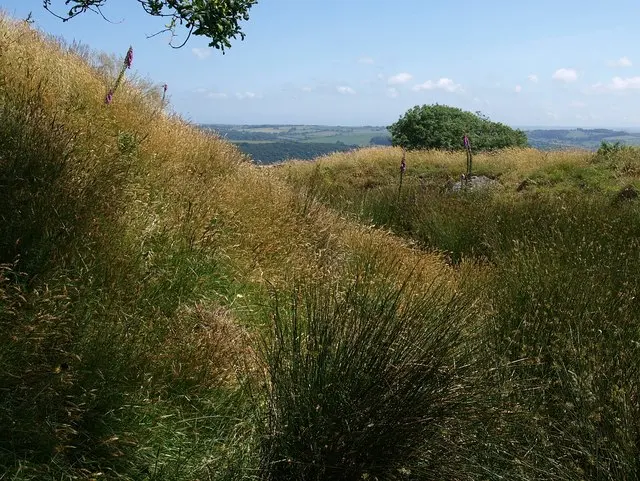 Blackdown Rings