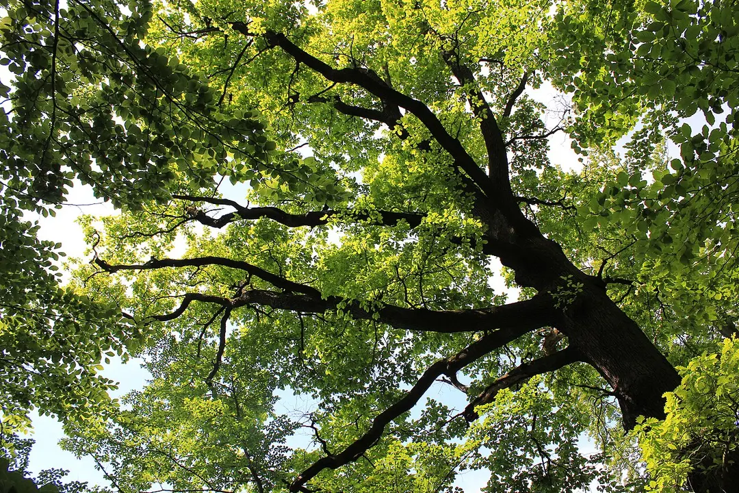 NSG Hartensteiner Wald