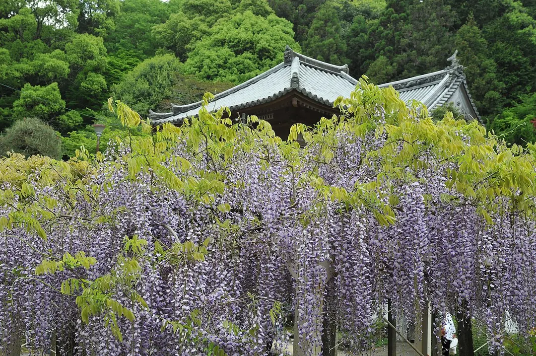 11 Fujii-dera