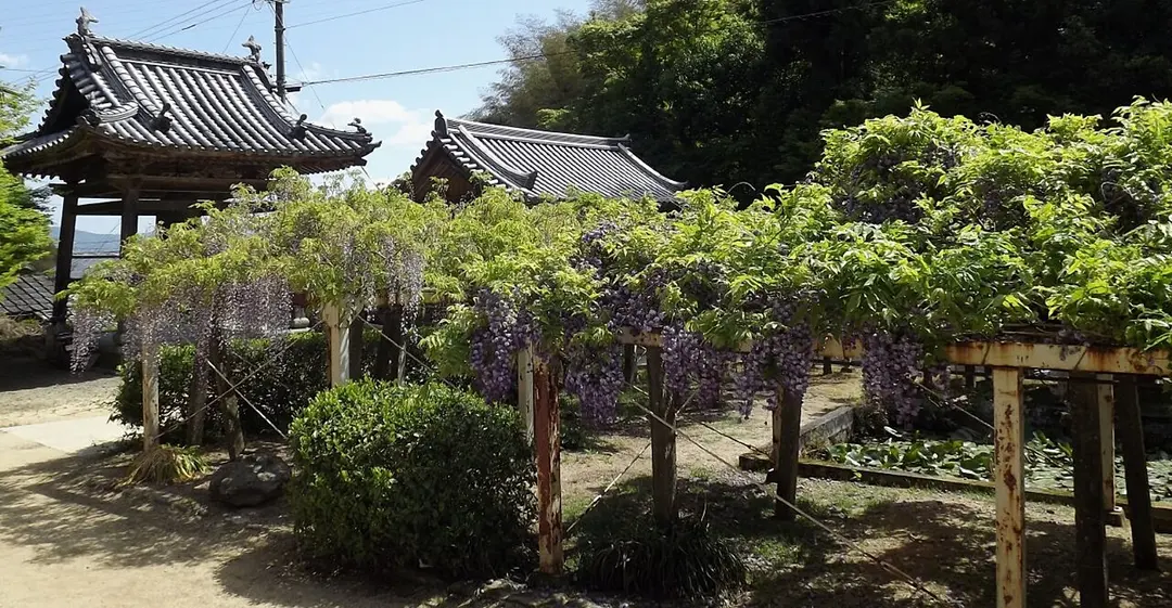 11 Fujii-dera