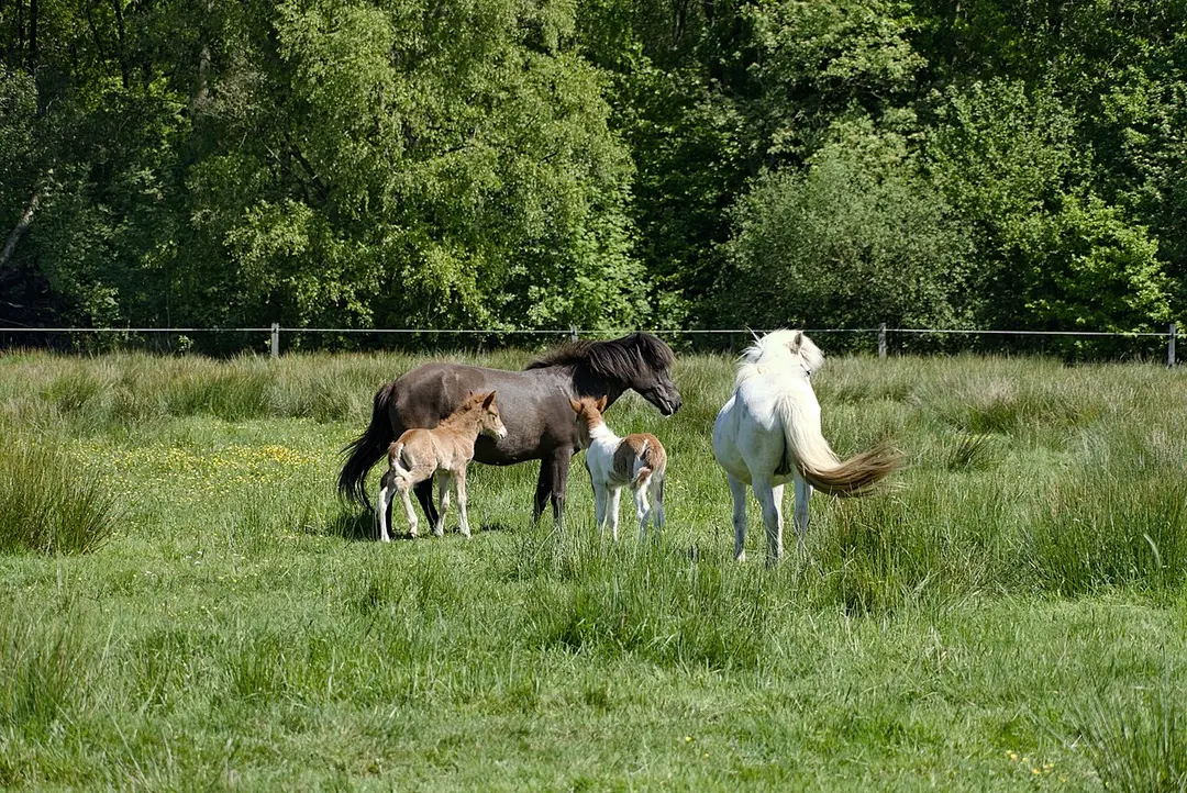 Henstedter Moor