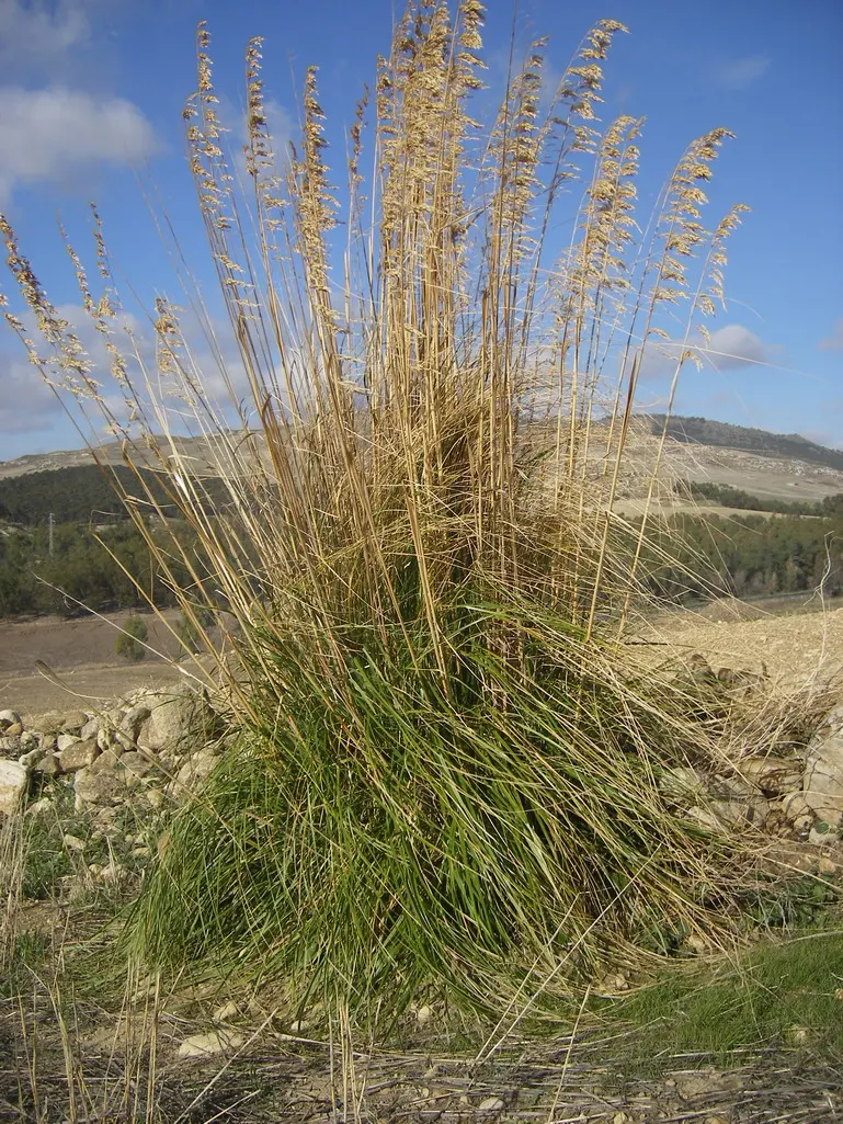 Monte della Ganzaria