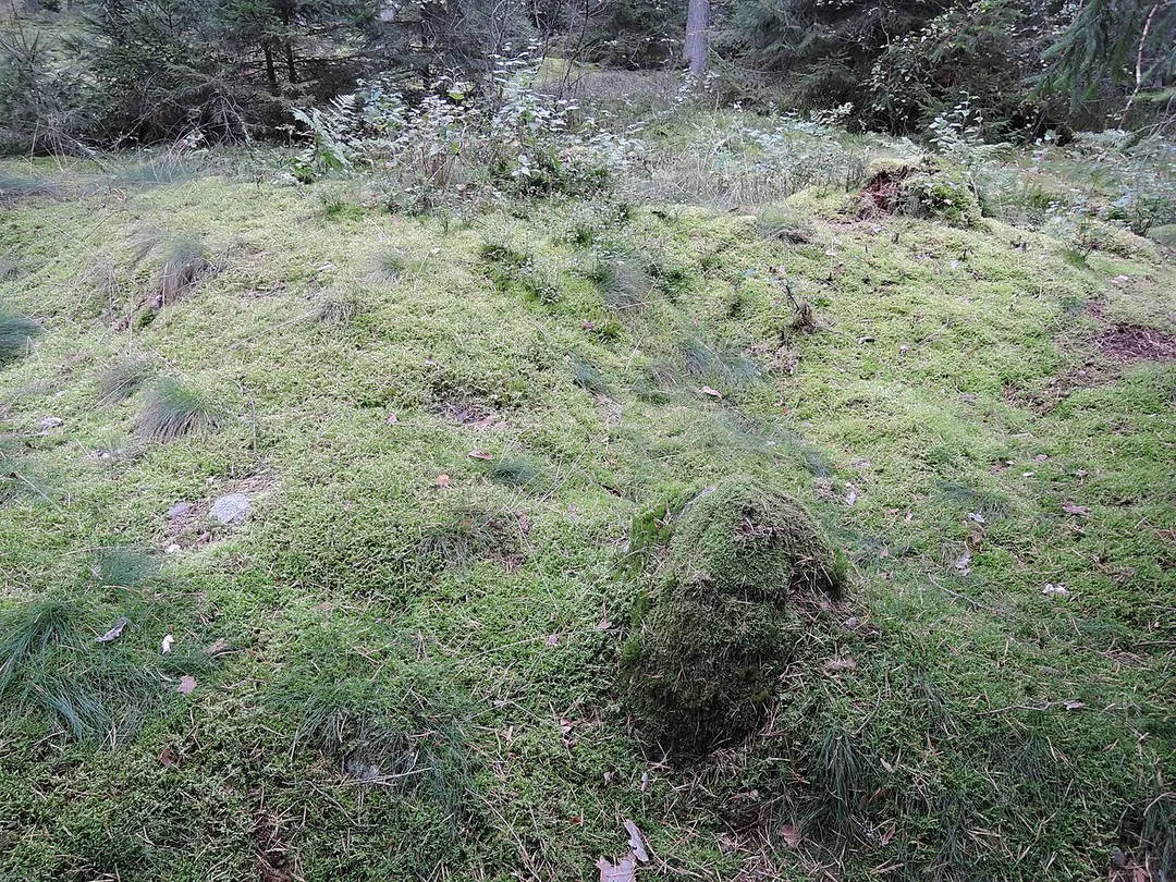 Großsteingrab Rohstorf 4