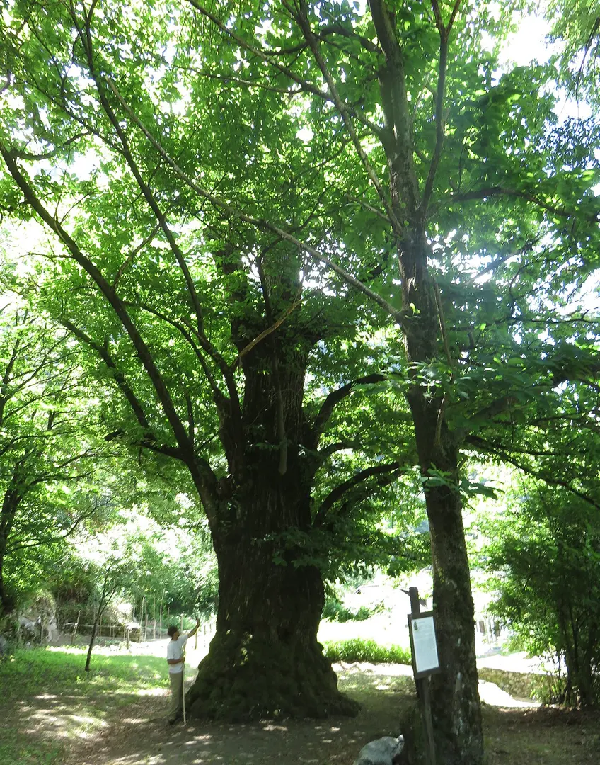 Pianta Maria Bona