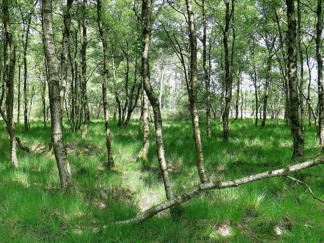 Silbersee und Laaschmoor