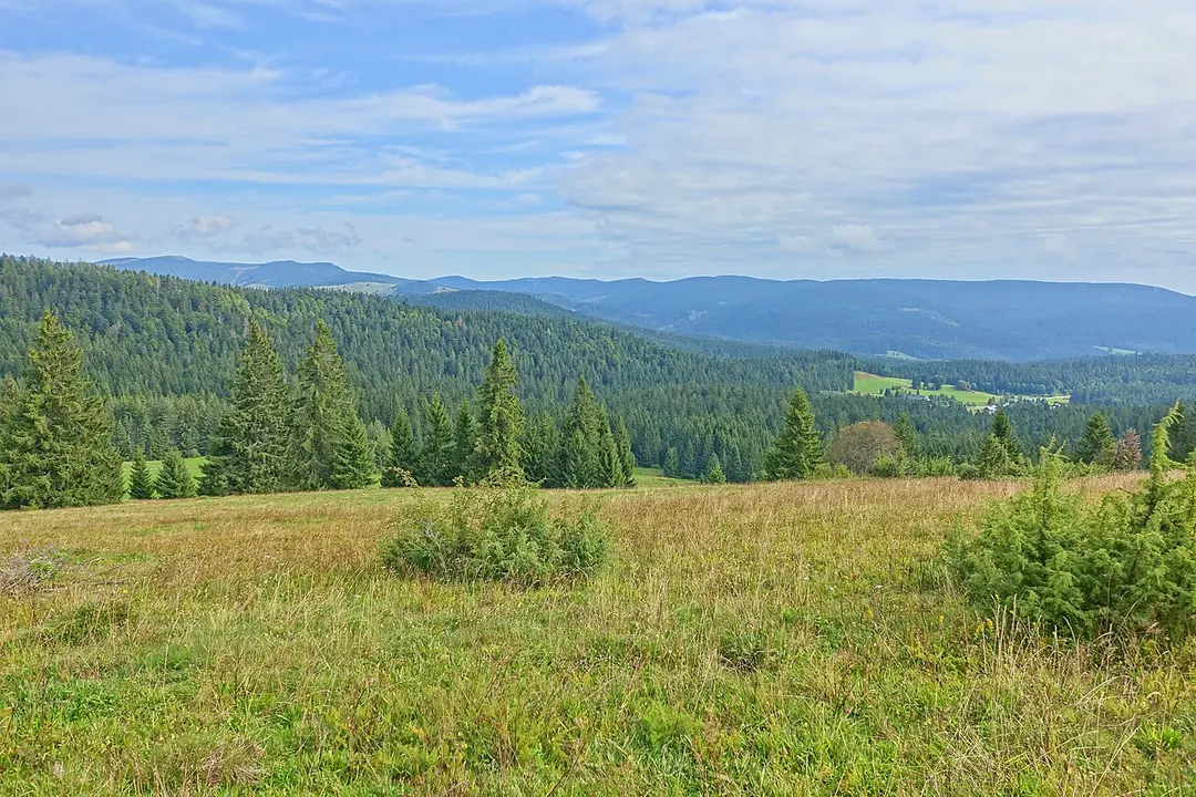 Kohlhütte-Lampenschweine